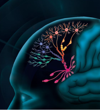 Nature:人腦前額葉發育的單細胞圖譜_單細胞轉錄組測序