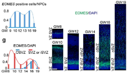 Nature:人腦前額葉發育的單細胞圖譜_單細胞轉錄組測序