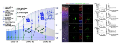 Nature:人腦前額葉發育的單細胞圖譜_單細胞轉錄組測序