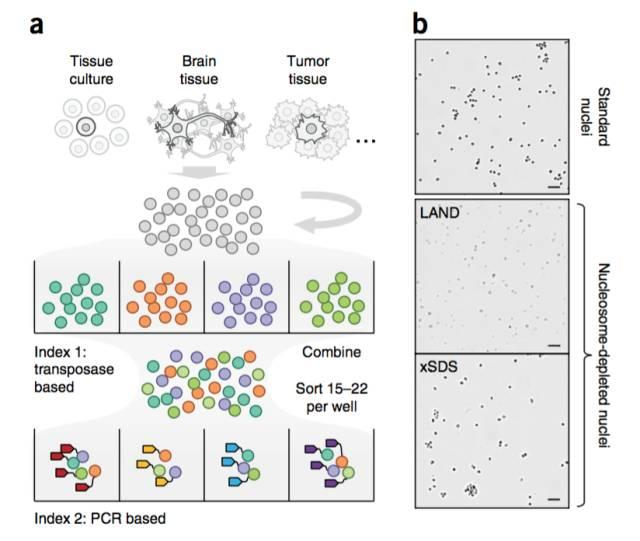 不使用微流控如何實(shí)現(xiàn)高通量測序單細(xì)胞基因組?