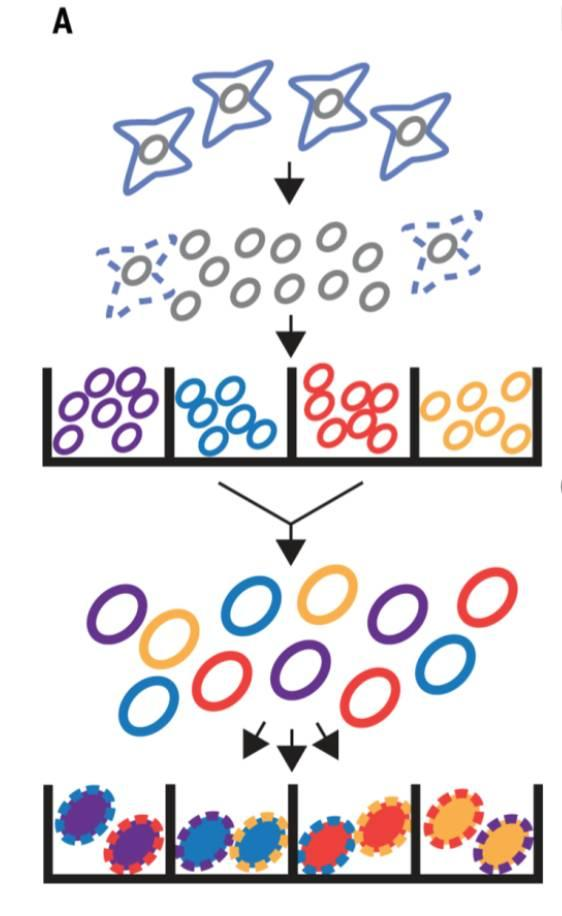 不使用微流控如何實(shí)現(xiàn)高通量測序單細(xì)胞基因組?