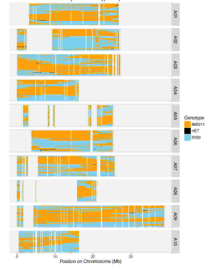 使用RNA-seq進行基因組支架放置，校正裝配和遺傳圖譜創建